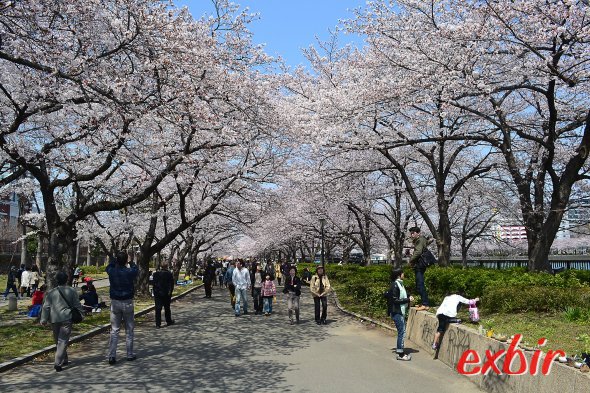 Kirschblütenpracht in Osaka. Foto: Christian Maskos