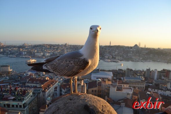 Auch die Taube genießt den sensationellen Blick beim Sonnenuntergang vom Galata-Tower in Istanbul. Foto: Christian Maskos