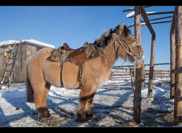 This is a yakutian horse thaken in Oymyakon in February