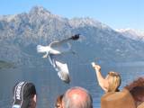 Argentina Bariloche: Gull eating from the man hand