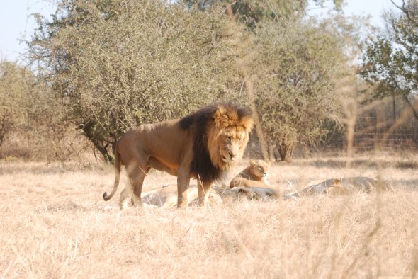 Lion Park in der Provinz Gauteng.