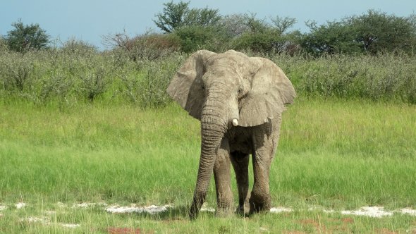 Elefant im Etosha Nationalpark in Namibia.