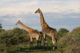 Giraffen in Etosha, Namibia
