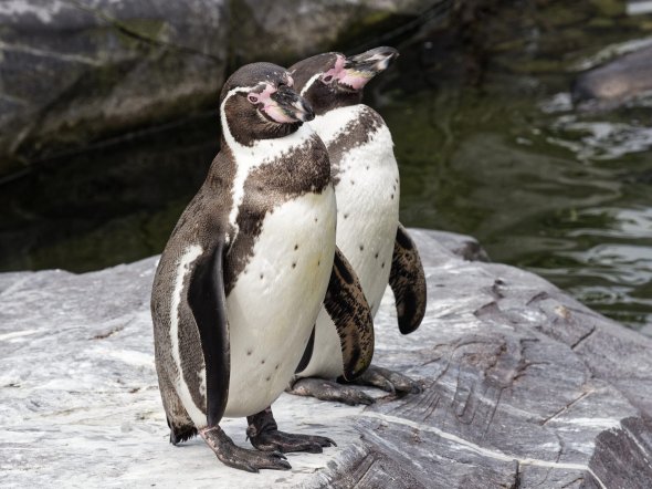Pinguine im niederländischen Adventure Zoo WILDLANDS