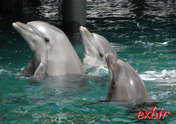 Delfin-Show in Eilat.