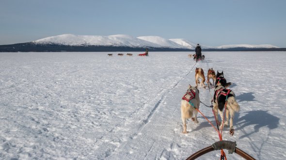 Ein großes Erlebnis: Schlittenhundfahrt durch Finnisch-Lappland.