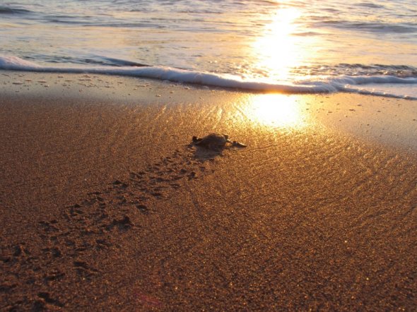 Schildkrötenfreiheit Komoren