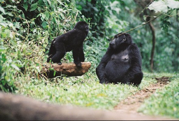 Gorilla Mamma med Uganda