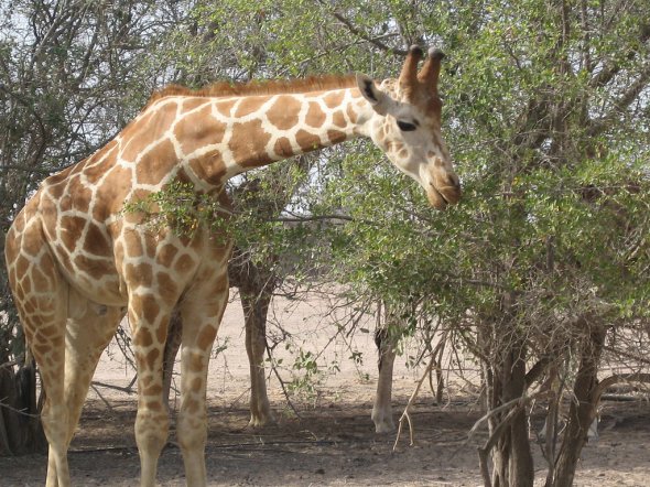 Auf Sir Bani Yas könnt ihr eine Safari unternehmen und u.a. Giraffen, Oryxantilopen, Gazellen, Somalistrauße und weitere Tiere in freier Natur sehen.