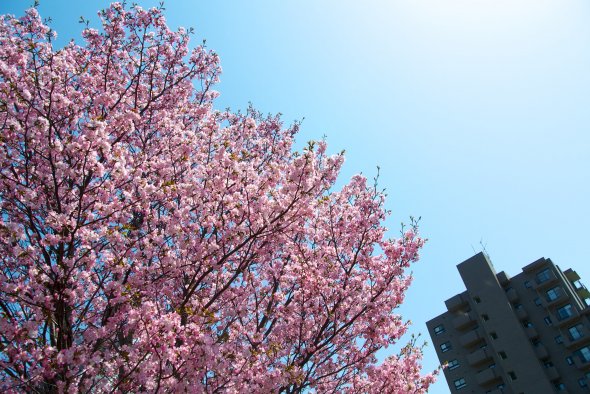 Wenn ihr ein wenig Glück habt, seht ihr auf dieser Kreuzfahrt in Hakodate wie auch in Sapporo die japanische Kirschblüte!