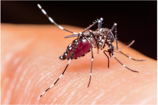 Ades mosquito: A main vector for dengue/JE and Zika virus
