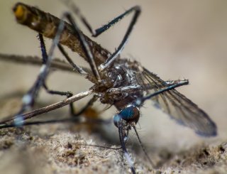 Was tun gegen die verhassten Mücken, verdammten Moskitos: Crash and Burn