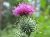 Spear Thistle flower. Cirsium vulgare. The national flower of Scotland.