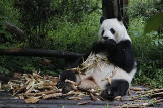 Chengdu - die Panda-Metropole in der Volksrepublik China