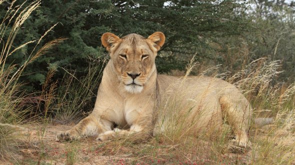 Gelangweilter Löwe in Südafrika, denn die Zuschauer sind in Schleswig-Holstein