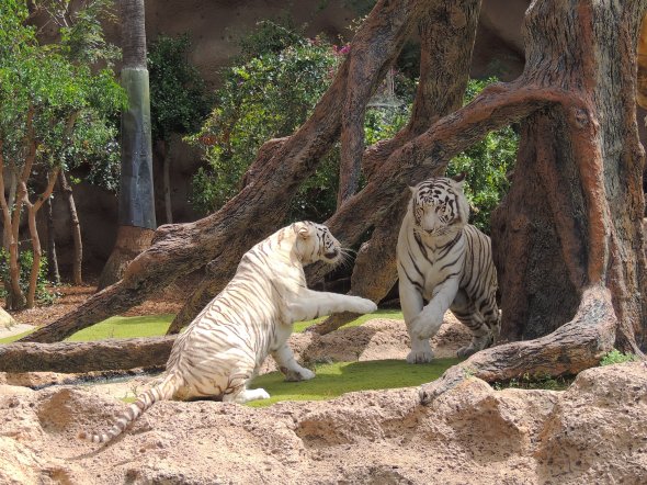 Weisse Tiger im Loro Parque, Teneriffa.