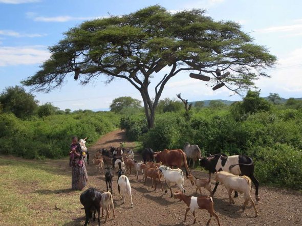 Akazienbaum Äthiopien.